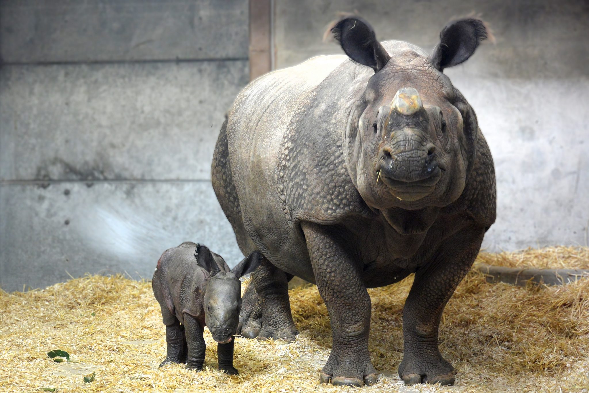 We have a new Baby Rhino at our Denver Zoo!
