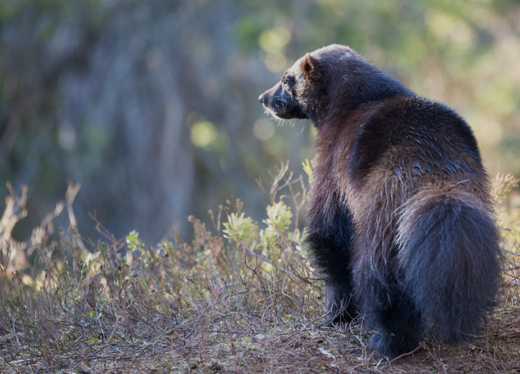 Wolverines Are Returning to Colorado: What It Means for Colorado Springs