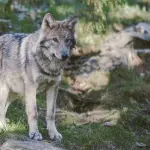 Colorado Is Pausing the Gray Wolf Program: What It Means