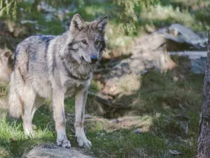 Colorado Is Pausing the Gray Wolf Program: What It Means