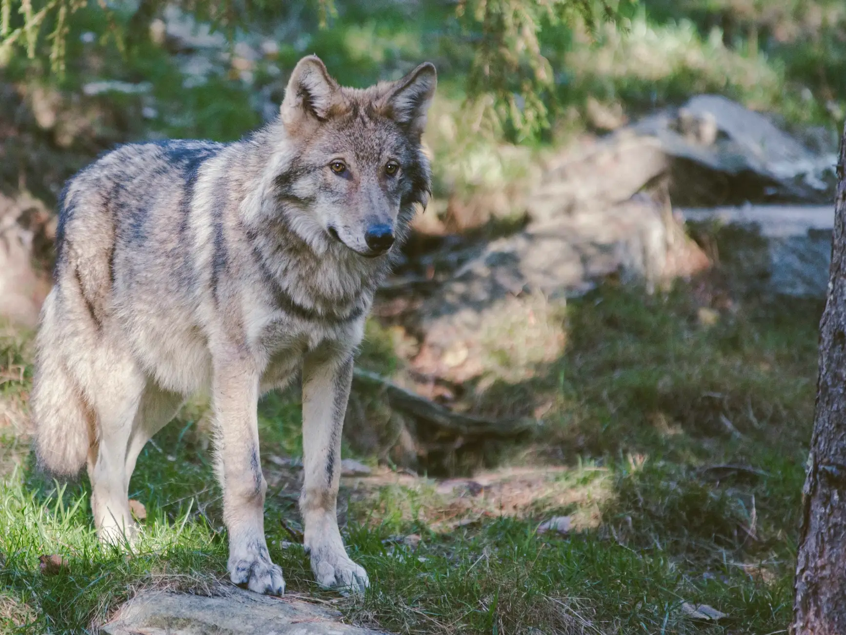 Colorado Is Pausing the Gray Wolf Program: What It Means