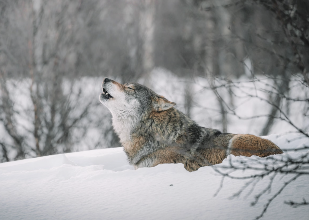 Andrew Bacon Top Colorado Springs Realtor